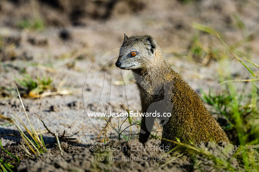 A Yellow Mongoose emerges from it's burrow to survey the surrounding plain. Zarafa Camp, Zibadianja Lagoon, Savute Channel, Linyanti, Botswana.