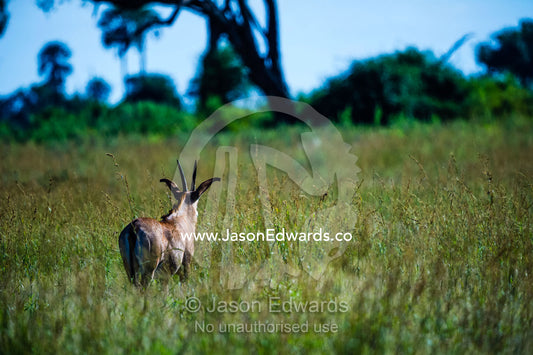 A Roan Antelope standing alert in an open floodplain. Zarafa Camp, Zibadianja Lagoon, Savute Channel, Linyanti, Botswana.