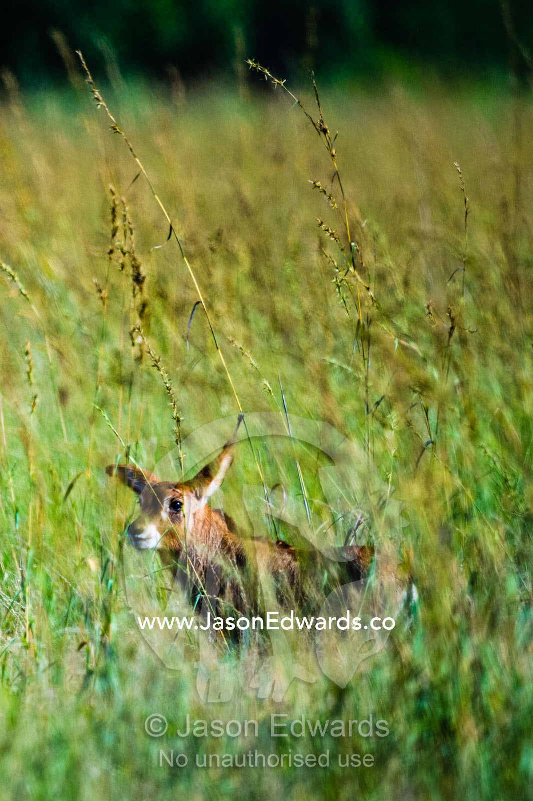 A newborn Roan Antelope calf hiding in the long grass on a floodplain. Zarafa Camp, Zibadianja Lagoon, Savute Channel, Linyanti, Botswana.