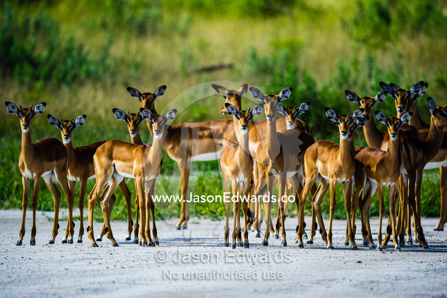 A herd of Impala gathered on a bush airstrip. Zarafa Camp, Zibadianja Lagoon, Savute Channel, Linyanti, Botswana.