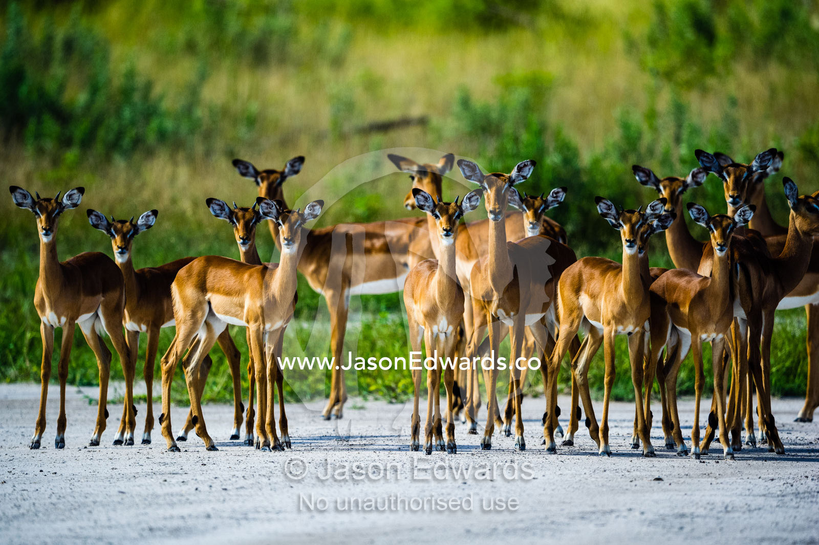 A herd of Impala gathered on a bush airstrip. Zarafa Camp, Zibadianja Lagoon, Savute Channel, Linyanti, Botswana.