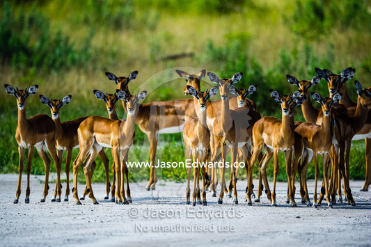 A herd of Impala gathered on a bush airstrip. Zarafa Camp, Zibadianja Lagoon, Savute Channel, Linyanti, Botswana.