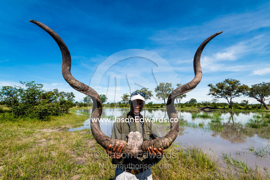 A safari guide holds an enormous set of Greater Kudu horns. Zarafa Camp, Zibadianja Lagoon, Savute Channel, Linyanti, Botswana.