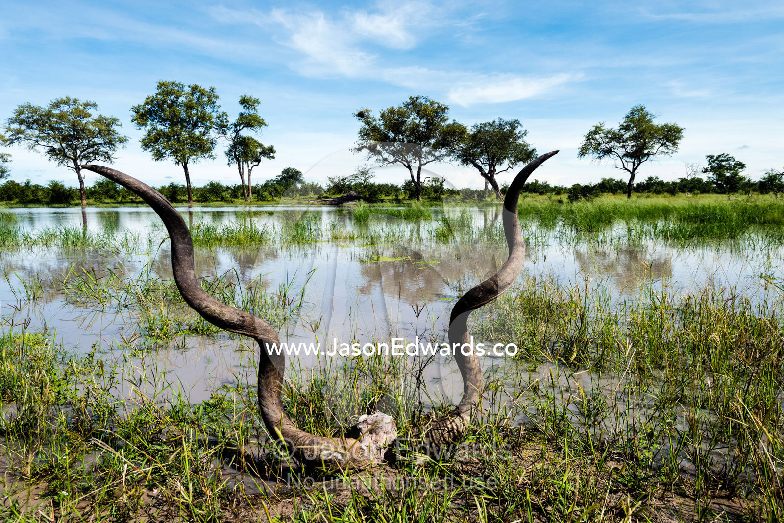 An enormous set of Greater Kudu horns on the shore of a waterhole. Zarafa Camp, Zibadianja Lagoon, Savute Channel, Linyanti, Botswana.