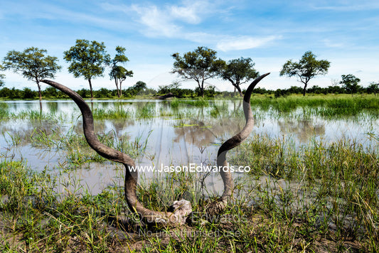 An enormous set of Greater Kudu horns on the shore of a waterhole. Zarafa Camp, Zibadianja Lagoon, Savute Channel, Linyanti, Botswana.