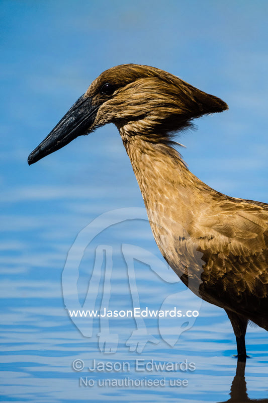 The anvil-shaped head of a Hamerkop standing in a pond. Zarafa Camp, Zibadianja Lagoon, Savute Channel, Linyanti, Botswana.