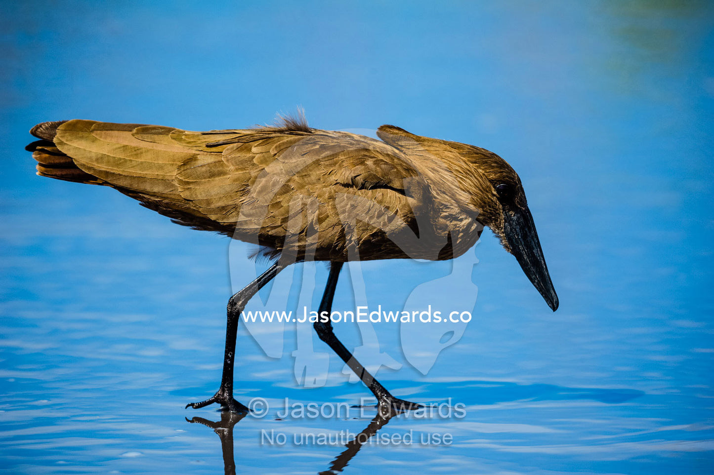A Hamerkop hunting for prey in a shallow pond. Zarafa Camp, Zibadianja Lagoon, Savute Channel, Linyanti, Botswana.