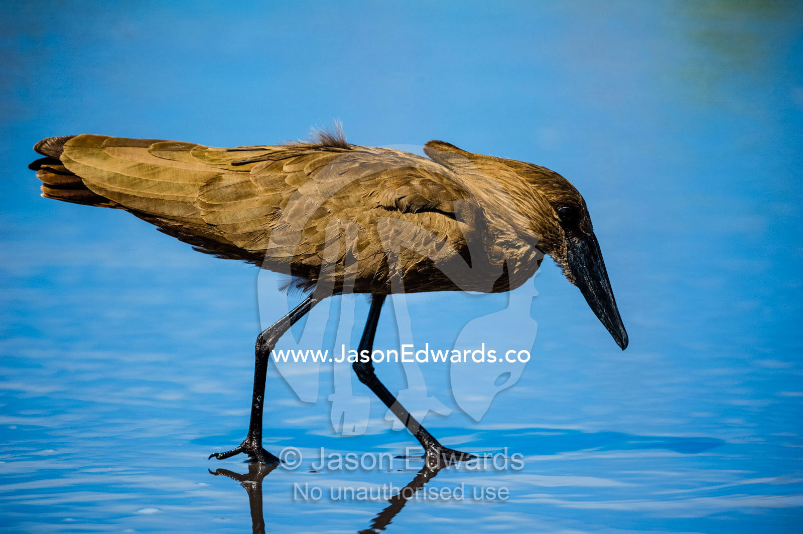 A Hamerkop hunting for prey in a shallow pond. Zarafa Camp, Zibadianja Lagoon, Savute Channel, Linyanti, Botswana.