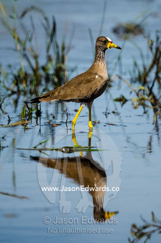 A Wattled Plover reflected in a shallow wetland pool. Zarafa Camp, Zibadianja Lagoon, Savute Channel, Linyanti, Botswana.