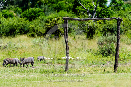 Warthogs grazing on a soccer pitch near makeshift goal posts. Zarafa Camp, Zibadianja Lagoon, Savute Channel, Linyanti, Botswana.