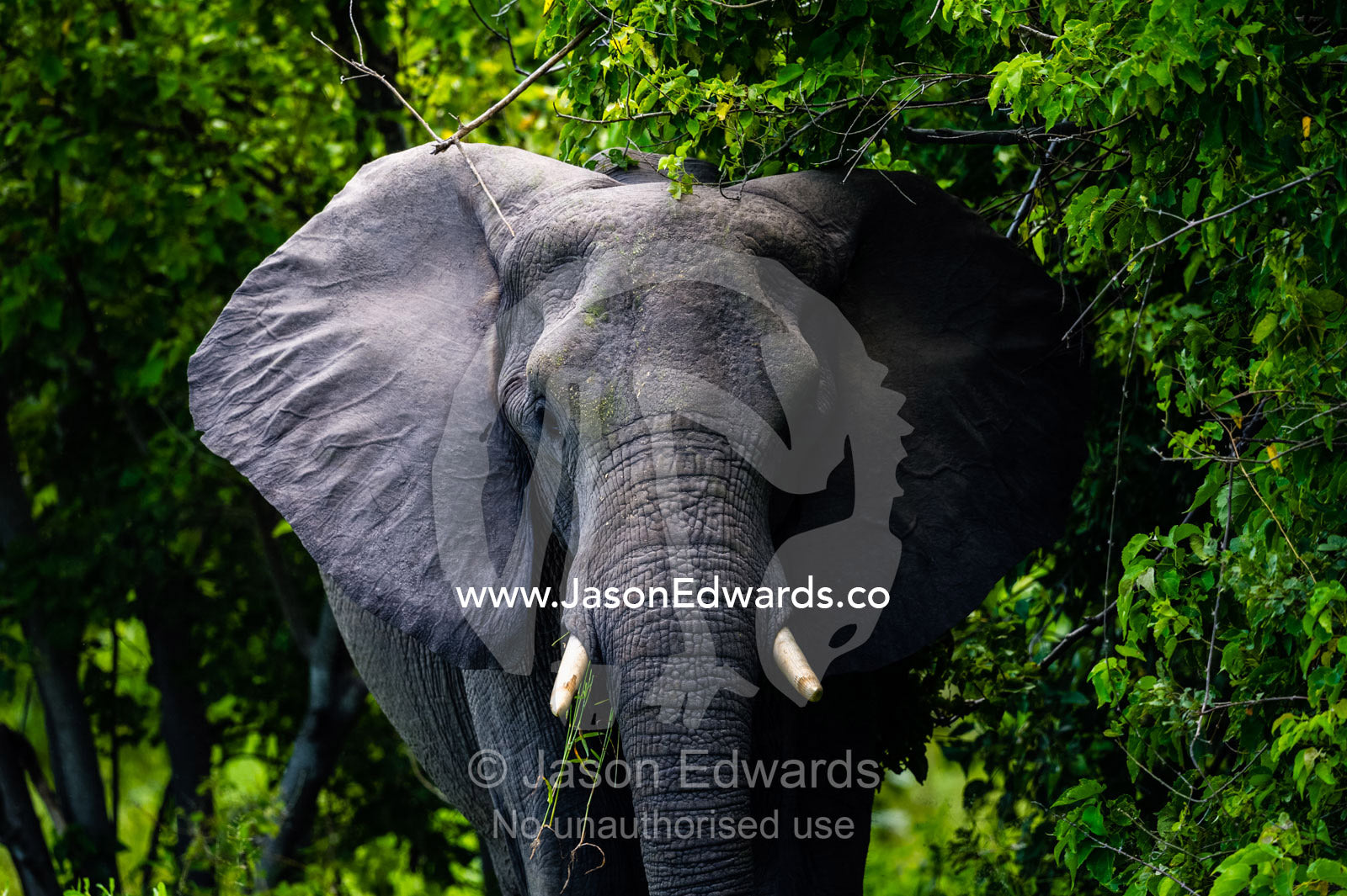 An African Elephant standing at the edge of a forest. Zarafa Camp, Zibadianja Lagoon, Savute Channel, Linyanti, Botswana.