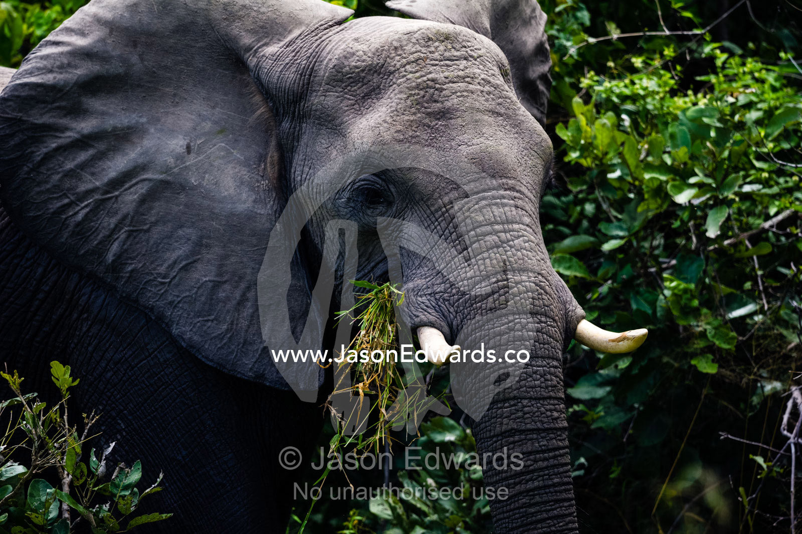 An African Elephant eating grass in the forest. Zarafa Camp, Zibadianja Lagoon, Savute Channel, Linyanti, Botswana.