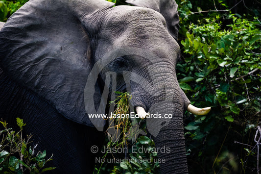 An African Elephant eating grass in the forest. Zarafa Camp, Zibadianja Lagoon, Savute Channel, Linyanti, Botswana.
