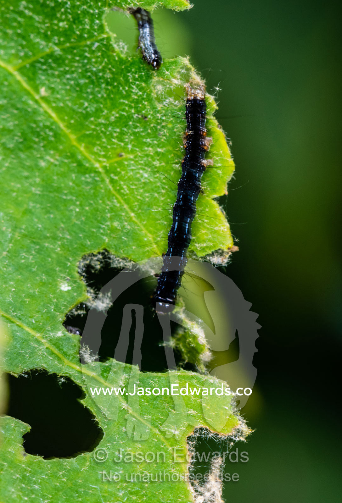 A caterpillar feeding on a leaf. Zarafa Camp, Zibadianja Lagoon, Savute Channel, Linyanti, Botswana.