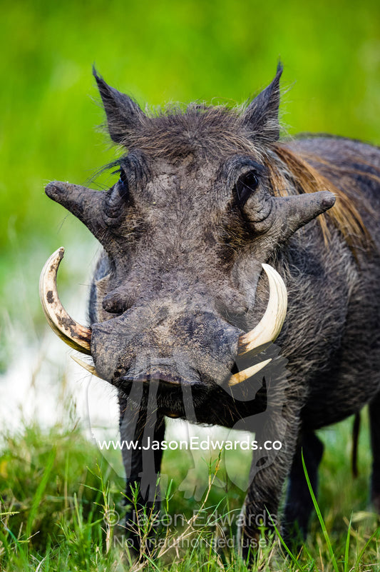 The large lumps on the face of a male Warthog and it's razor-sharp tusks. Zarafa Camp, Zibadianja Lagoon, Savute Channel, Linyanti, Botswana.