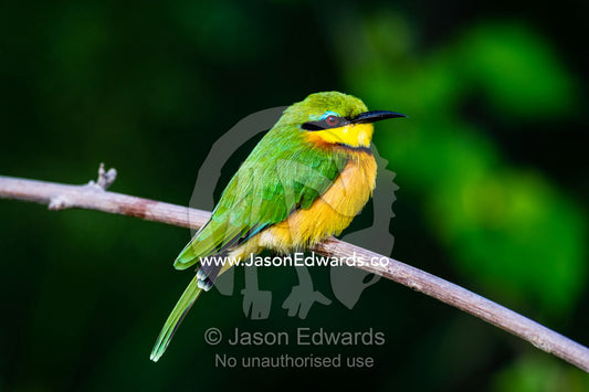 A Little Bee-eater perched on a twig. Zarafa Camp, Zibadianja Lagoon, Savute Channel, Linyanti, Botswana.