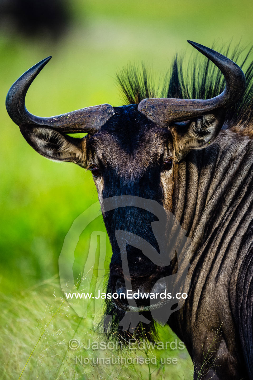 A portrait of a Blue Wildebeest with sharp curved horns. Zarafa Camp, Zibadianja Lagoon, Savute Channel, Linyanti, Botswana.
