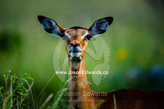 The large ears of an alert Impala listening for threats. Zarafa Camp, Zibadianja Lagoon, Savute Channel, Linyanti, Botswana.