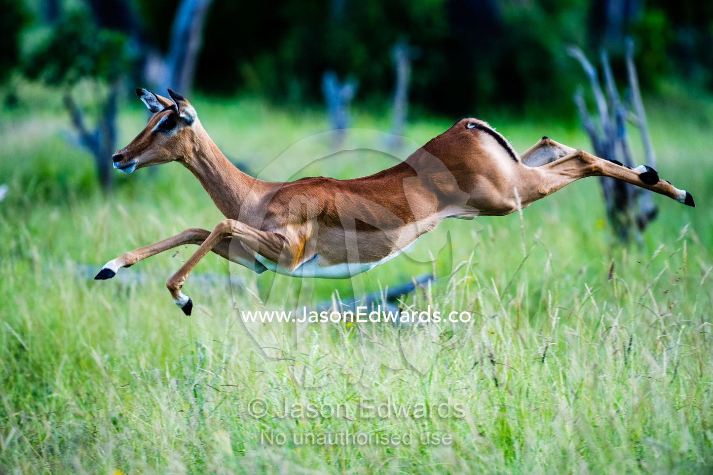 An elegant Impala leaping though the air in a woodland. Zarafa Camp, Zibadianja Lagoon, Savute Channel, Linyanti, Botswana.