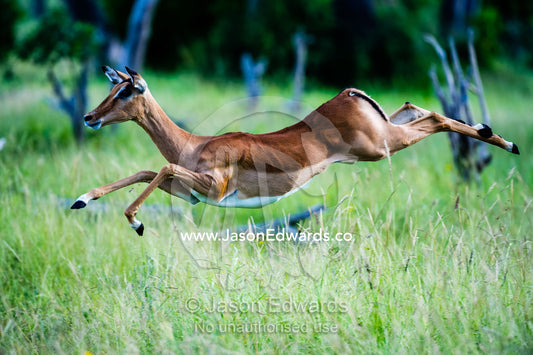 An elegant Impala leaping though the air in a woodland. Zarafa Camp, Zibadianja Lagoon, Savute Channel, Linyanti, Botswana.