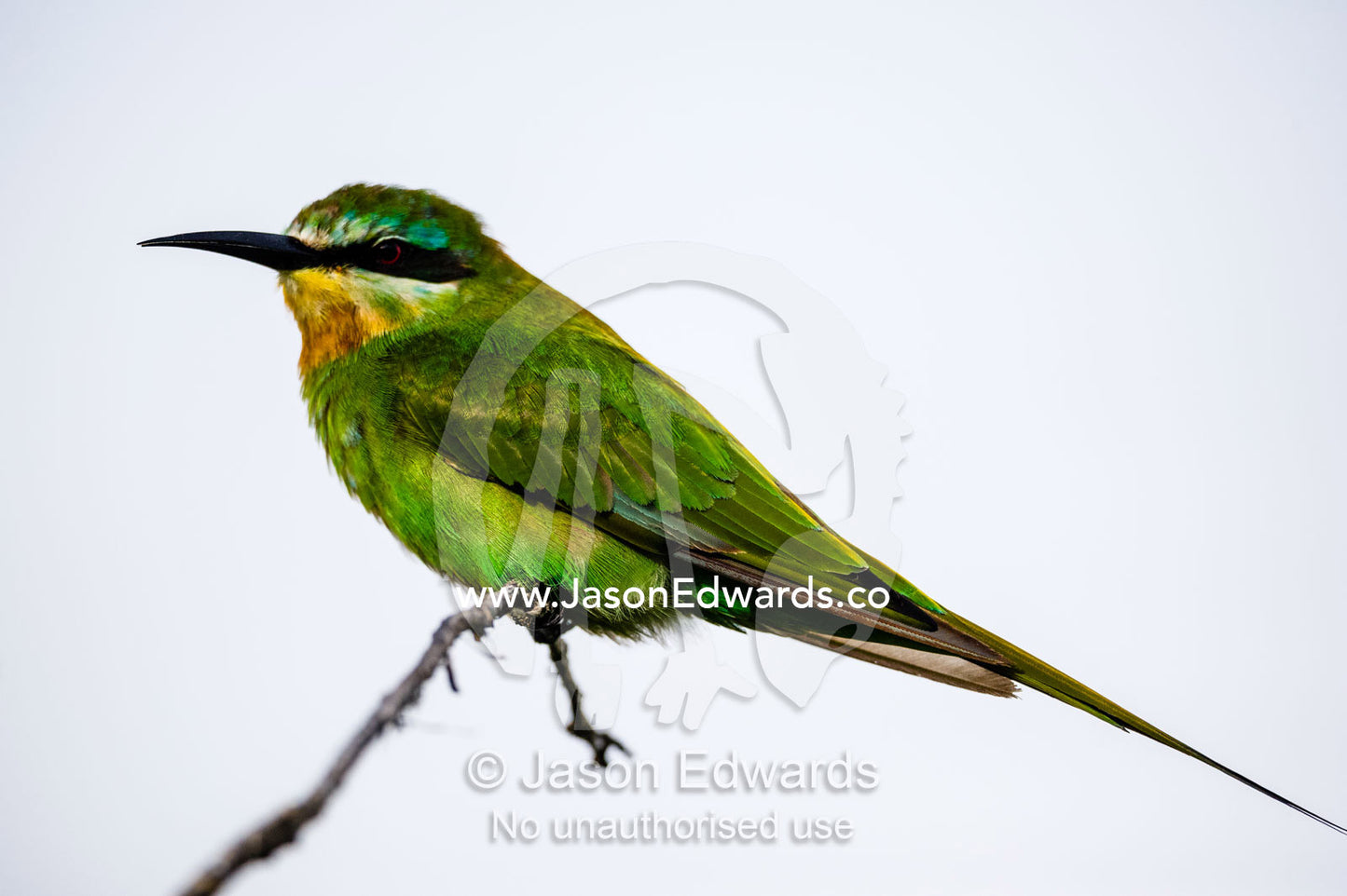 A Blue-cheeked Bee-eater perched on a twig. Zarafa Camp, Zibadianja Lagoon, Savute Channel, Linyanti, Botswana.