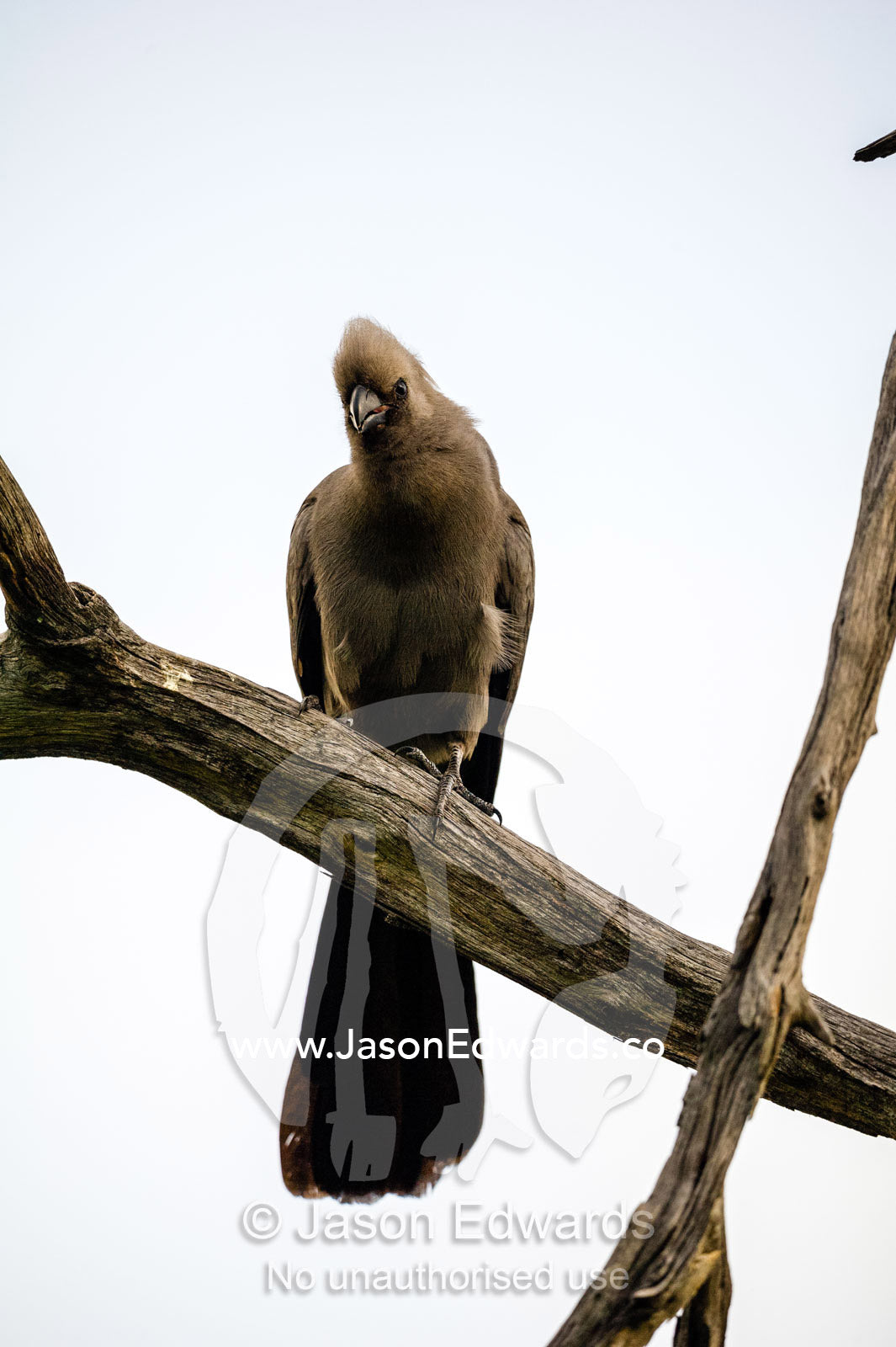 A Grey Go-away-bird on a tree branch. Zarafa Camp, Zibadianja Lagoon, Savute Channel, Linyanti, Botswana.