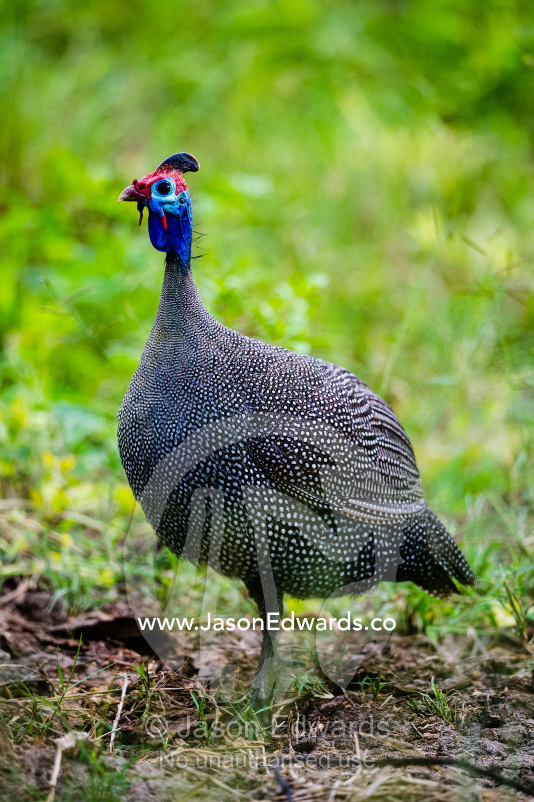 The colorful face of a Helmeted Guineafowl. Zarafa Camp, Zibadianja Lagoon, Savute Channel, Linyanti, Botswana.