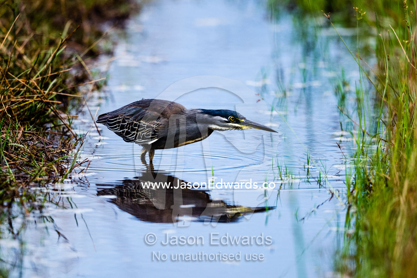 A Greenbacked Heron hunting for fish in a small stream. Zarafa Camp, Zibadianja Lagoon, Savute Channel, Linyanti, Botswana.