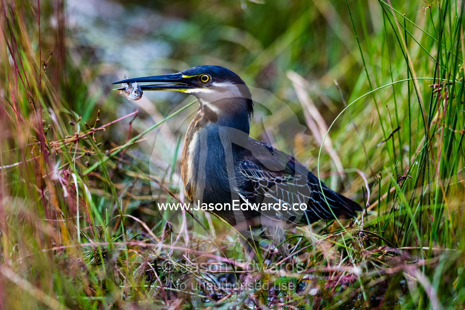 A Greenbacked Heron with a fish speared on it's bill. Zarafa Camp, Zibadianja Lagoon, Savute Channel, Linyanti, Botswana.