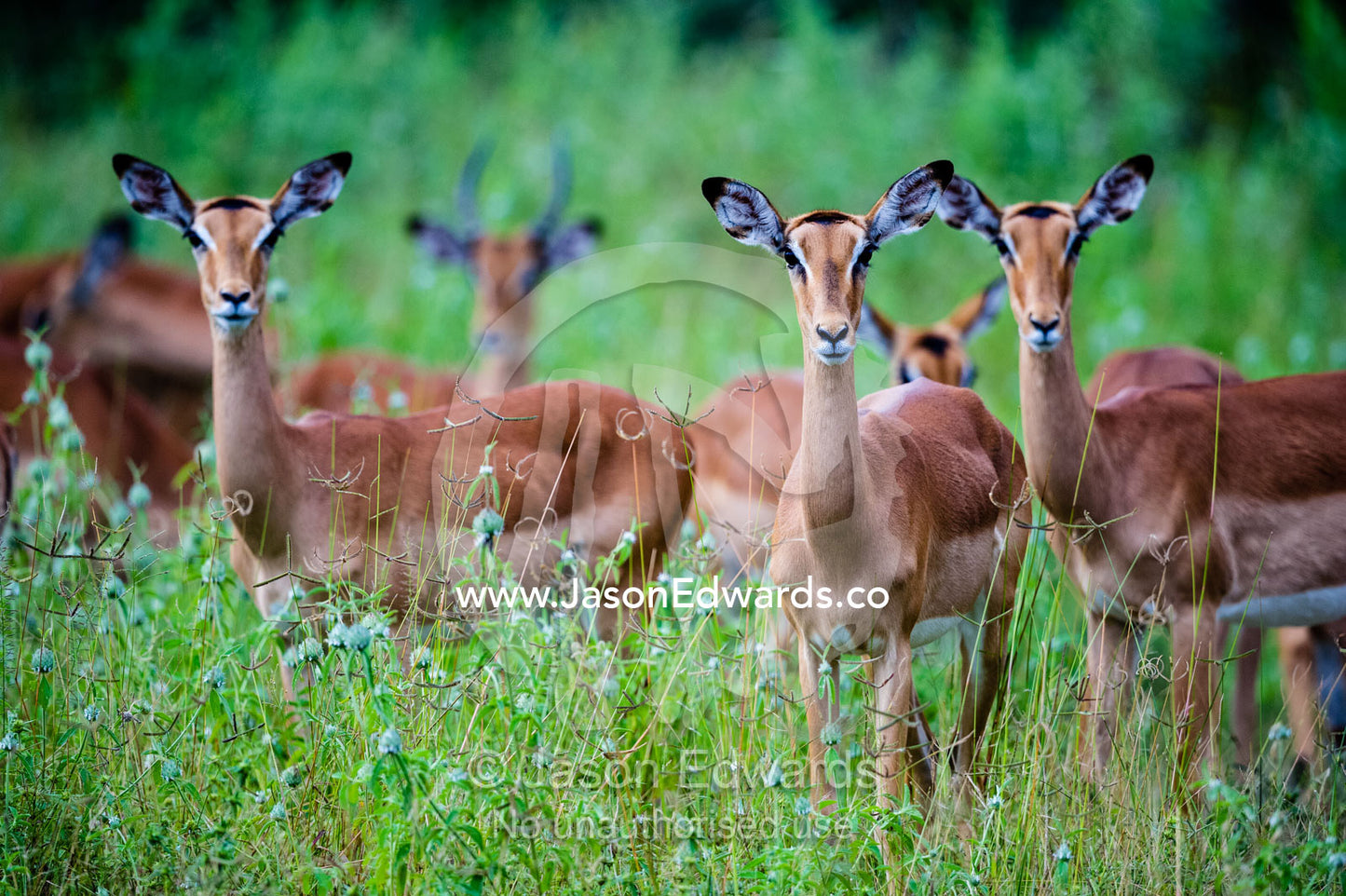 A herd of alert Impala on a floodplain. Zarafa Camp, Zibadianja Lagoon, Savute Channel, Linyanti, Botswana.