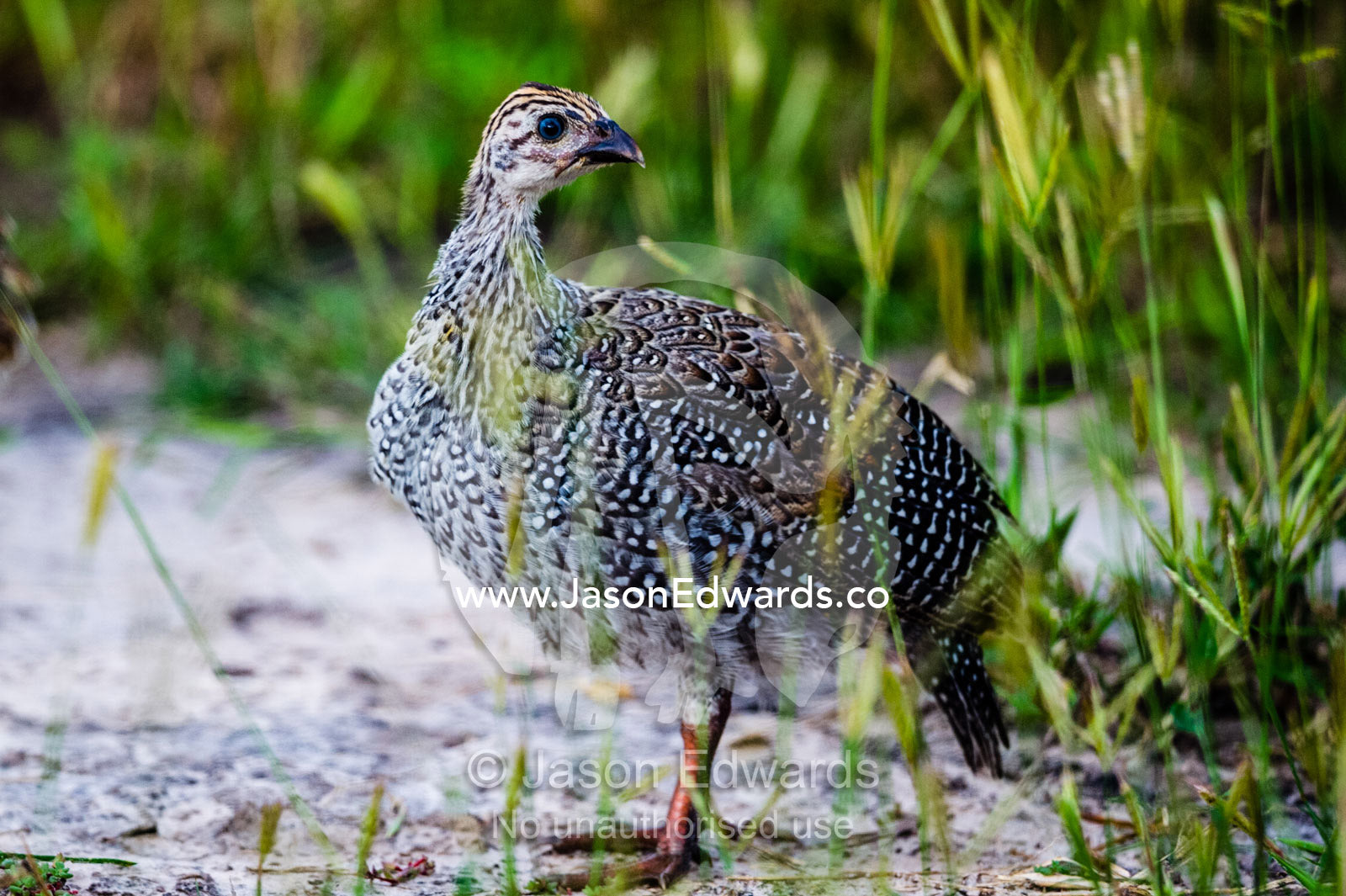 A Helmeted Guinea Fowl chick hiding in the grass. Zarafa Camp, Zibadianja Lagoon, Savute Channel, Linyanti, Botswana.