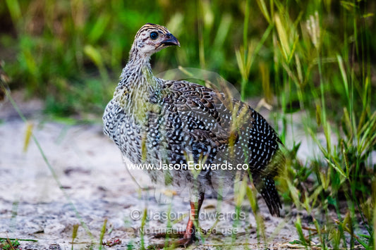 A Helmeted Guinea Fowl chick hiding in the grass. Zarafa Camp, Zibadianja Lagoon, Savute Channel, Linyanti, Botswana.