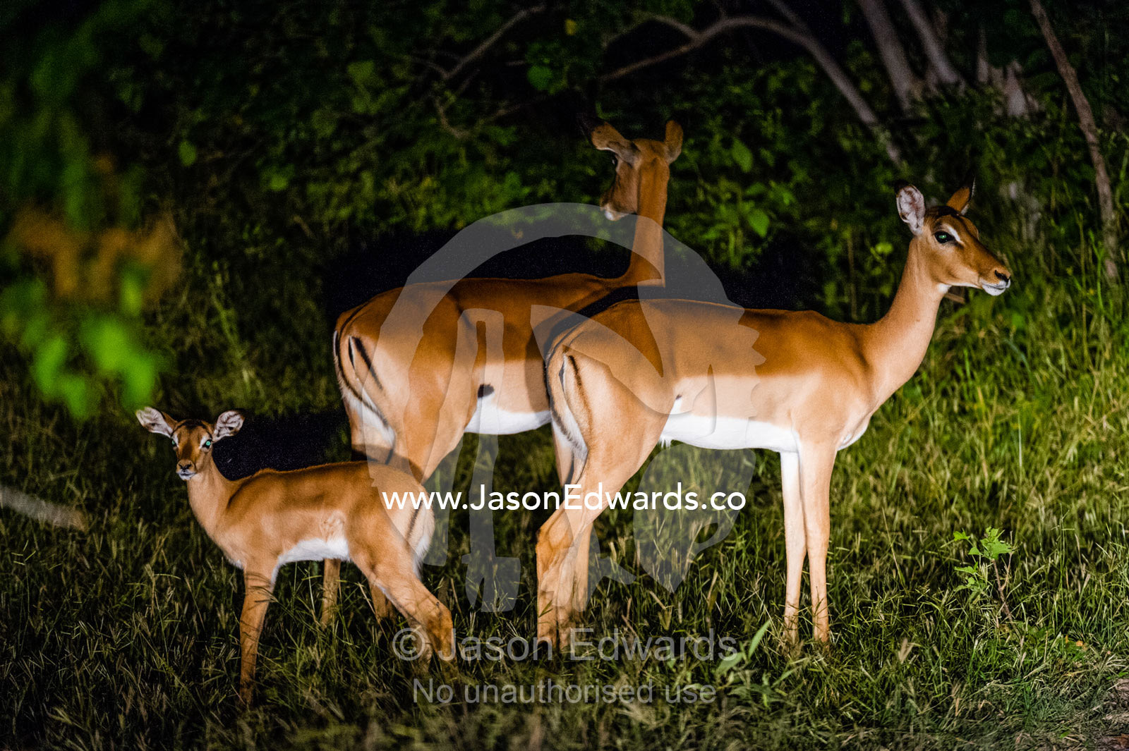 Timid Impala with a fawn in a forest at night. Zarafa Camp, Zibadianja Lagoon, Savute Channel, Linyanti, Botswana.