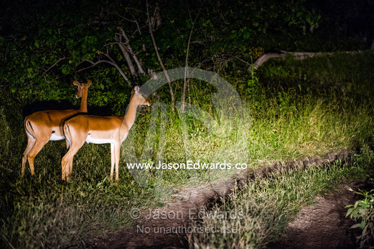 Timid Impala by a dirt vehicle track at night. Zarafa Camp, Zibadianja Lagoon, Savute Channel, Linyanti, Botswana.