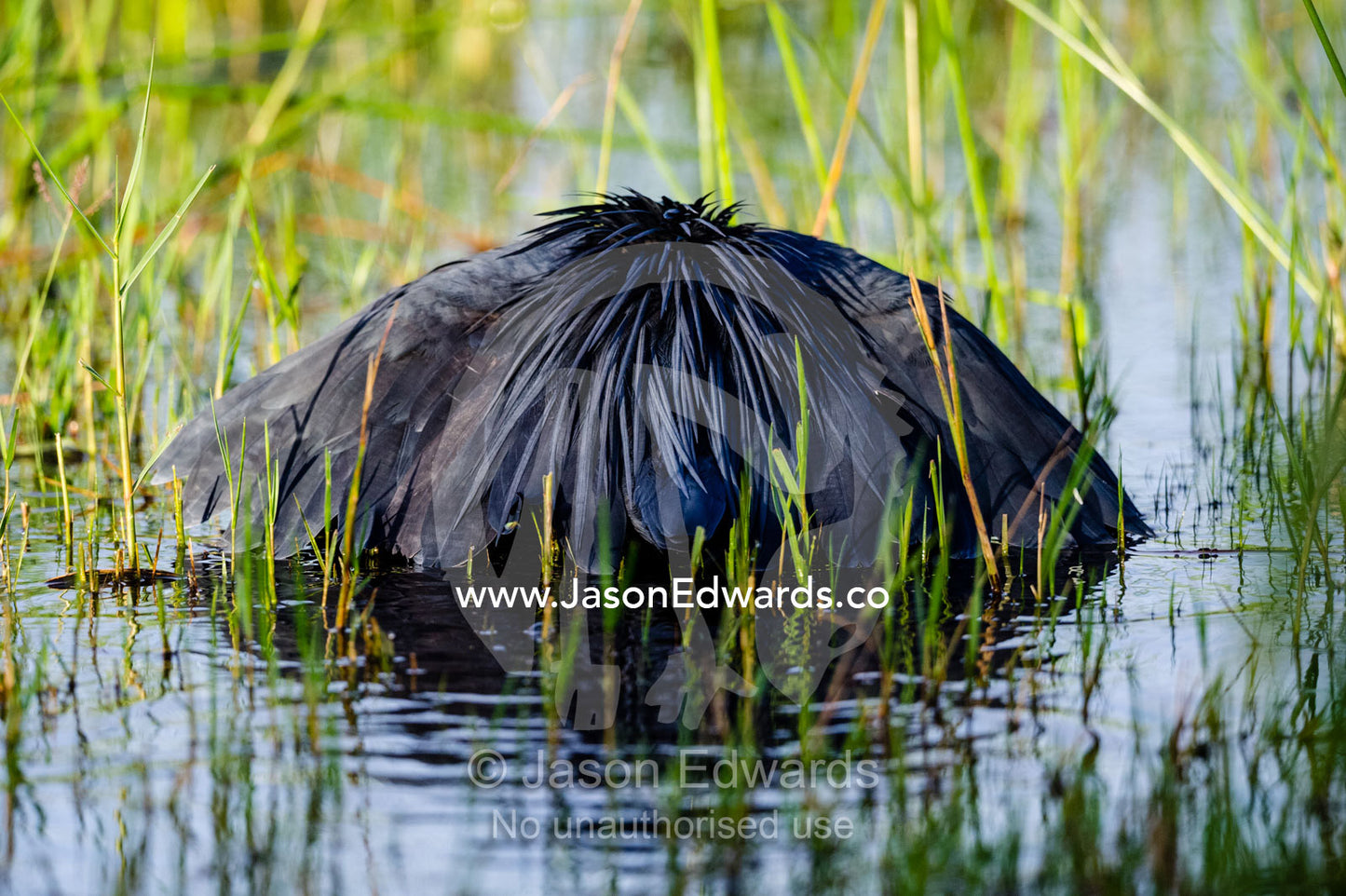 A Black Egret shading the water with it's wings to hunt prey. Zarafa Camp, Zibadianja Lagoon, Savute Channel, Linyanti, Botswana.