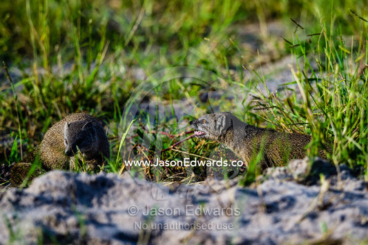 A Yellow Mongoose being aggressive to another mongoose near it's burrow. Zarafa Camp, Zibadianja Lagoon, Savute Channel, Linyanti, Botswana.