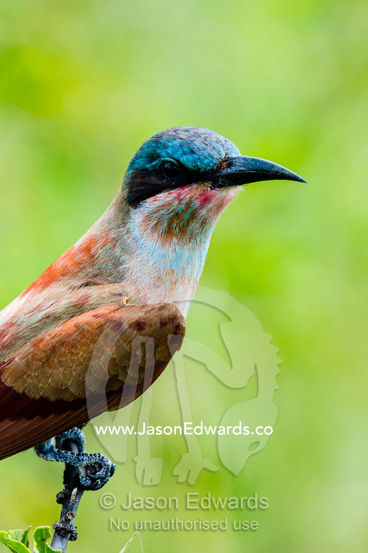 A juvenile Carmine Bee-eater roosting on a twig. Zarafa Camp, Zibadianja Lagoon, Savute Channel, Linyanti, Botswana.