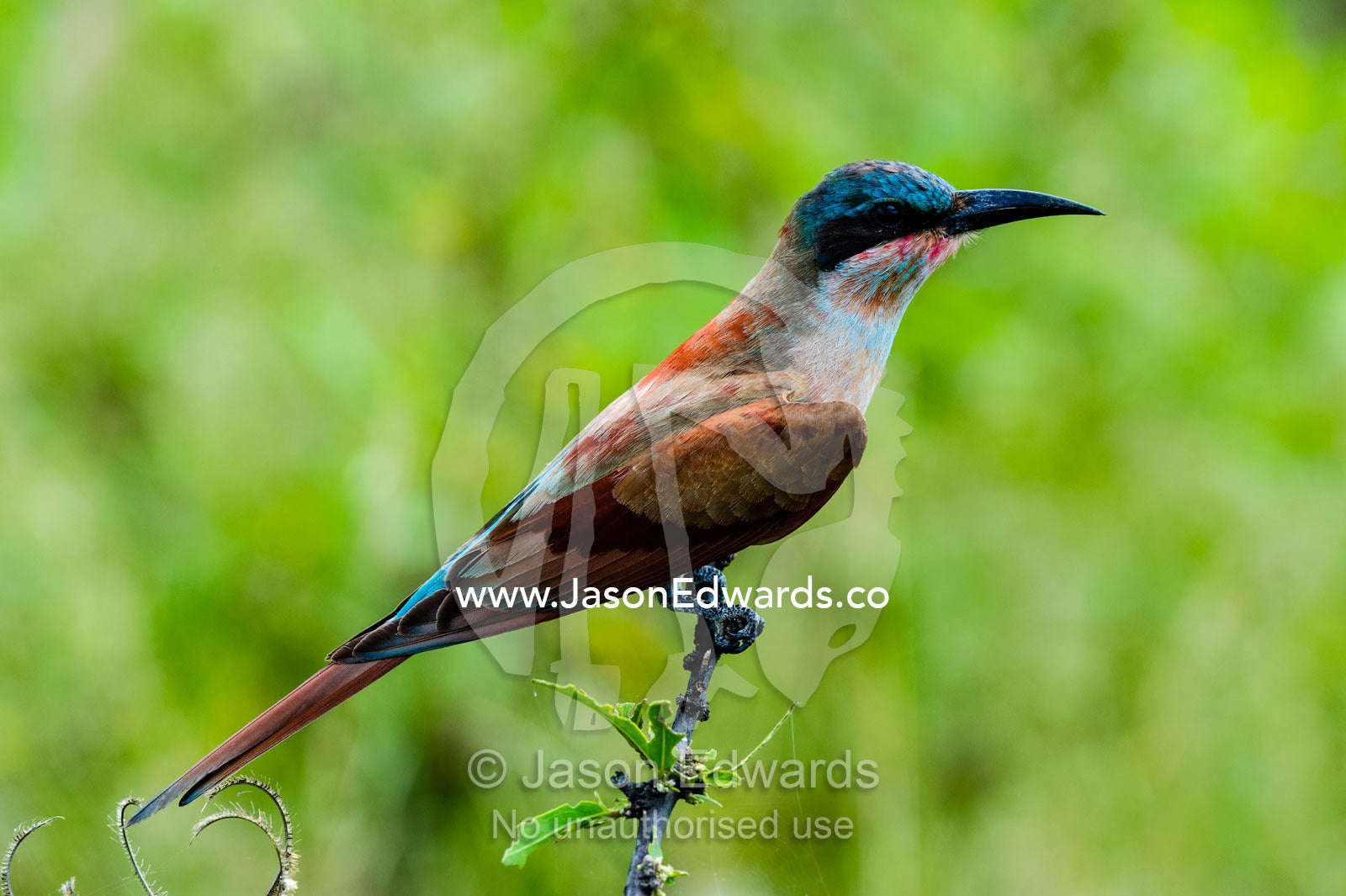 A juvenile Carmine Bee-eater roosting on a twig. Zarafa Camp, Zibadianja Lagoon, Savute Channel, Linyanti, Botswana.