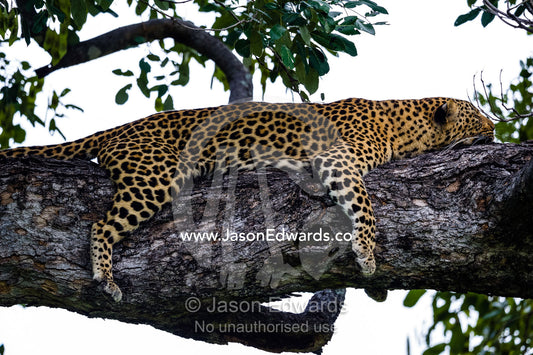 An African Leopard sleeping on a branch in the canopy of a tree. Zarafa Camp, Zibadianja Lagoon, Savute Channel, Linyanti, Botswana.