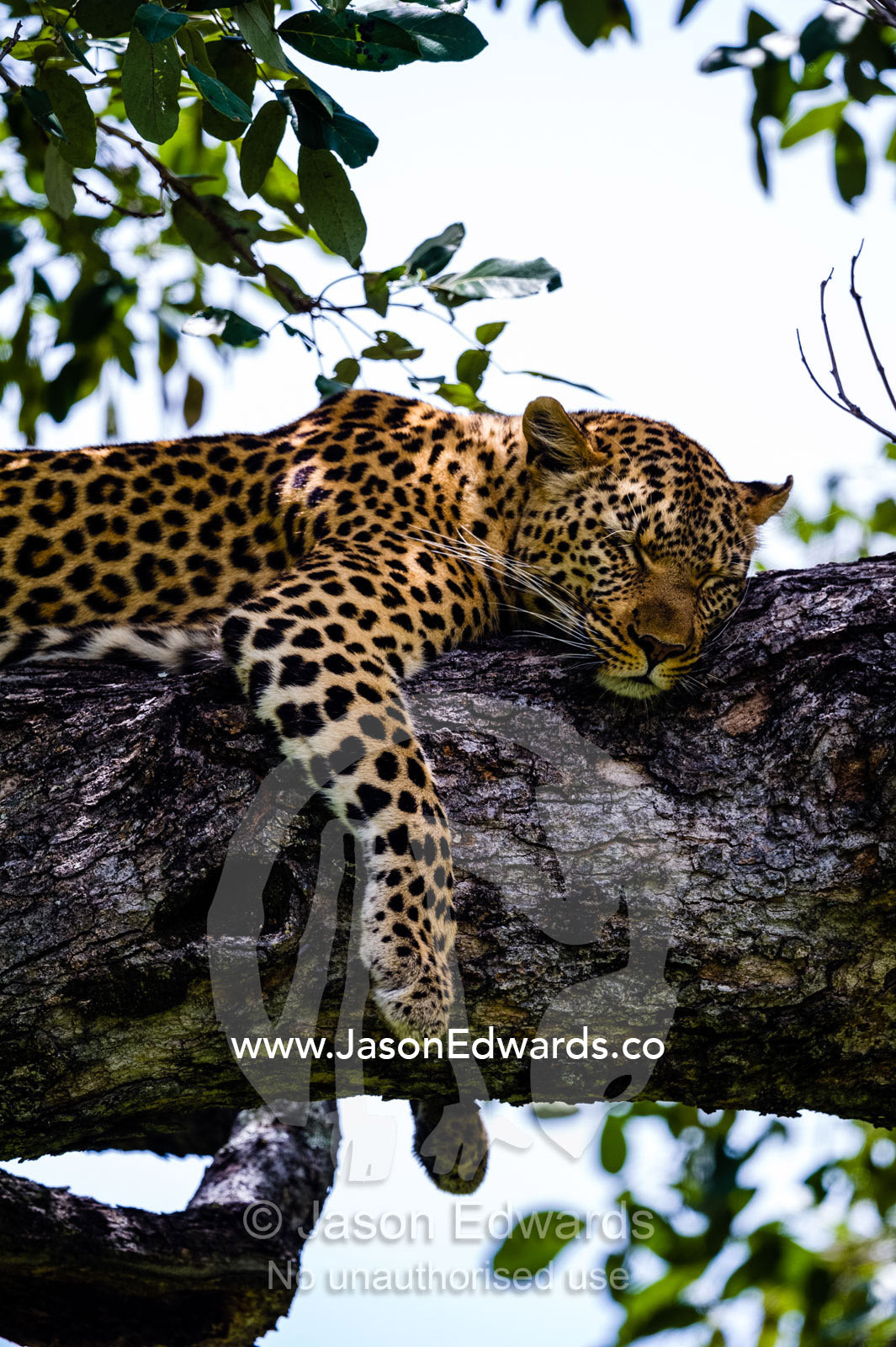 An African Leopard sleeping on a branch in the canopy of a tree. Zarafa Camp, Zibadianja Lagoon, Savute Channel, Linyanti, Botswana.