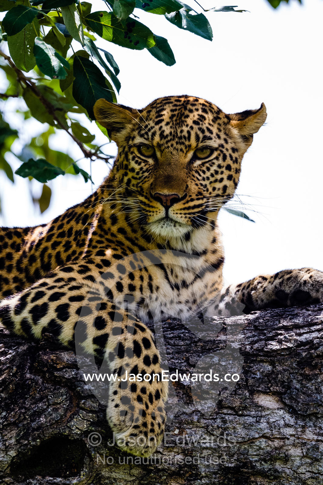 An African Leopard watching for prey from a branch in the canopy of a tree. Zarafa Camp, Zibadianja Lagoon, Savute Channel, Linyanti, Botswana.