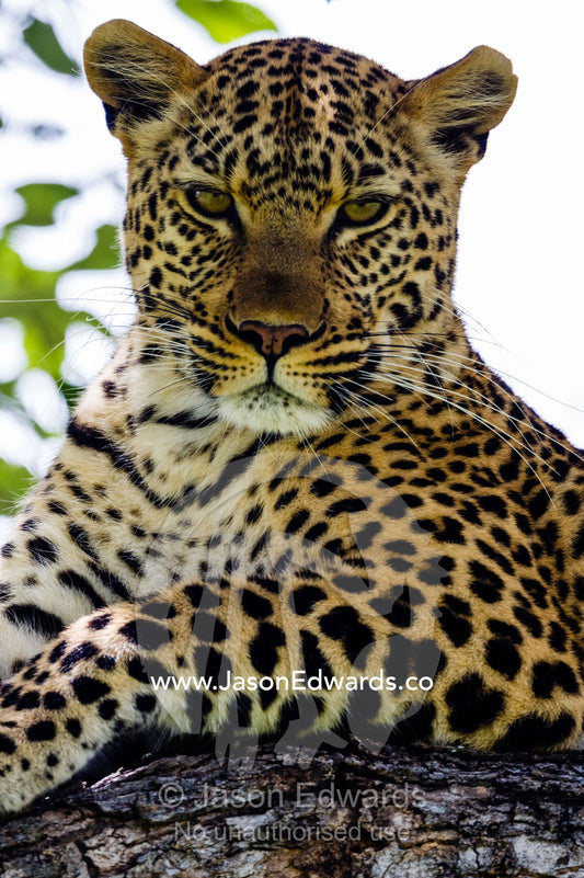A portrait of an African Leopard on a branch in the canopy of a tree. Zarafa Camp, Zibadianja Lagoon, Savute Channel, Linyanti, Botswana.