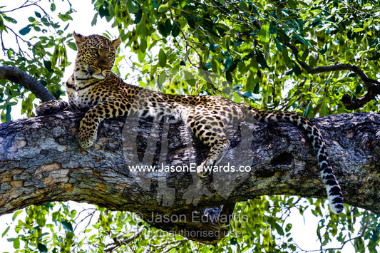 An African Leopard resting in the shade on a branch in the canopy of a tree. Zarafa Camp, Zibadianja Lagoon, Savute Channel, Linyanti, Botswana.