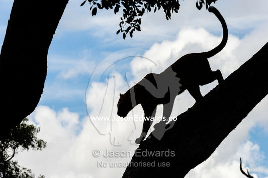 The silhouette of an African Leopard descending a tree. Zarafa Camp, Zibadianja Lagoon, Savute Channel, Linyanti, Botswana.