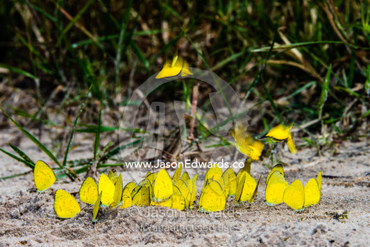 A kaleidoscope of sulphur butterflies drinking minerals from elephant urine in the sand. Zarafa Camp, Zibadianja Lagoon, Savute Channel, Linyanti, Botswana.
