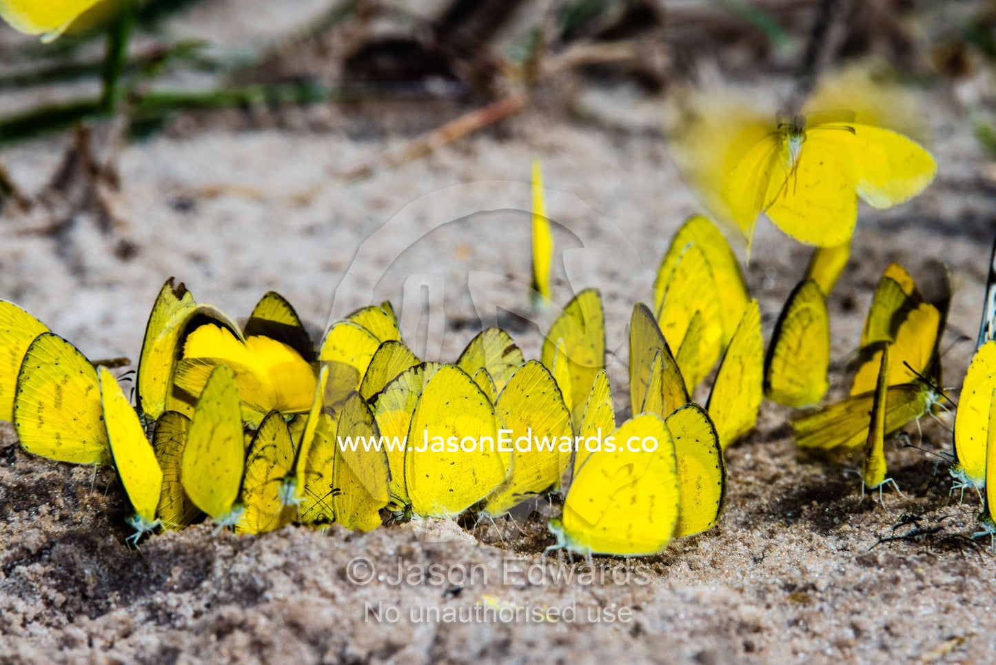 A kaleidoscope of sulphur butterflies drinking minerals from elephant urine in the sand. Zarafa Camp, Zibadianja Lagoon, Savute Channel, Linyanti, Botswana.