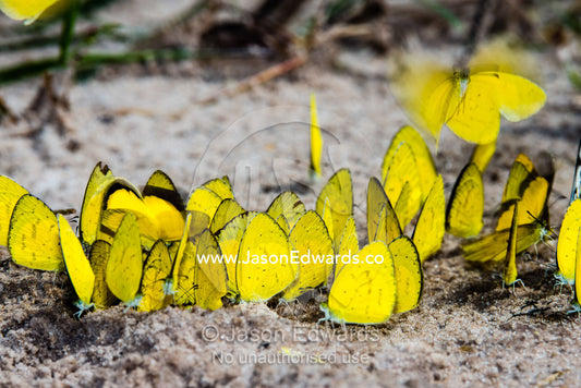 A kaleidoscope of sulphur butterflies drinking minerals from elephant urine in the sand. Zarafa Camp, Zibadianja Lagoon, Savute Channel, Linyanti, Botswana.