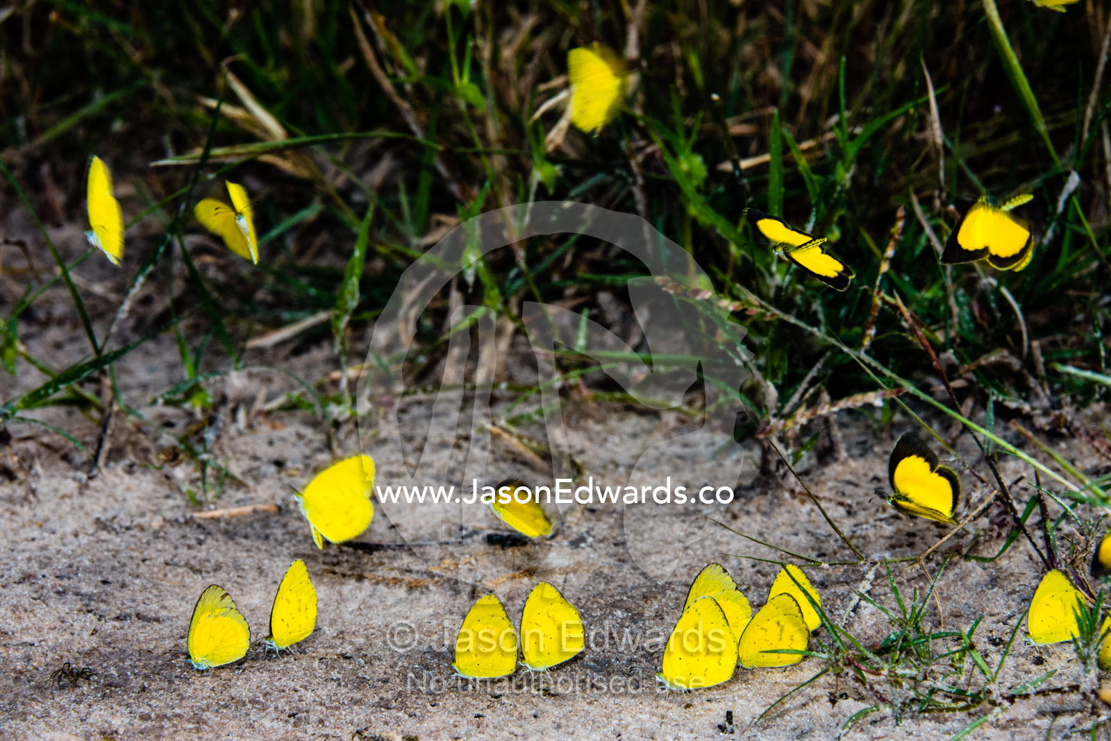 A kaleidoscope of sulphur butterflies drinking minerals from elephant urine in the sand. Zarafa Camp, Zibadianja Lagoon, Savute Channel, Linyanti, Botswana.