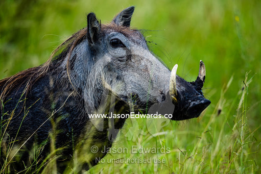 A Warthog with sharp tusks alert for danger on a floodplain. Zarafa Camp, Zibadianja Lagoon, Savute Channel, Linyanti, Botswana.