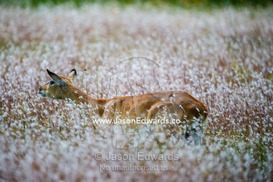 A female Red Lechwe running through a field of flowering reeds. Zarafa Camp, Zibadianja Lagoon, Savute Channel, Linyanti, Botswana.